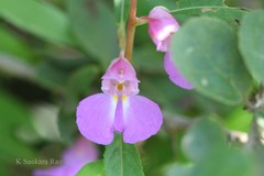 Impatiens tomentosa